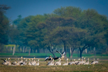 Bar-headed goose or Anser indicus flock flying in beautiful blue background in an open grass field at India