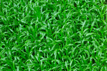 Green grass with pebbles or stone in garden.