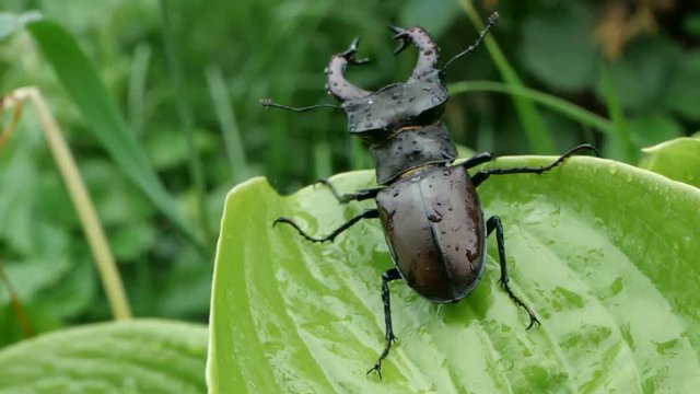 Big male stag beetle on a wet green leave after rain, slow motion.