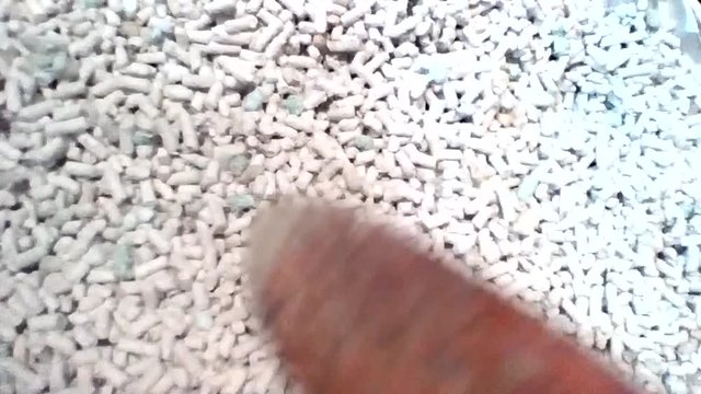 ネコの砂をならす様子