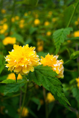 close up of Kerria japonica yellow flower