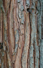pine tree bark texture background - vertical photograph