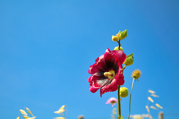 Summer wildflower and blue sky.