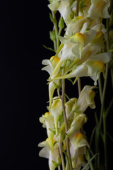 Obraz premium Summer wildflowers on a dark background. Selective focus. Shallow depth of field