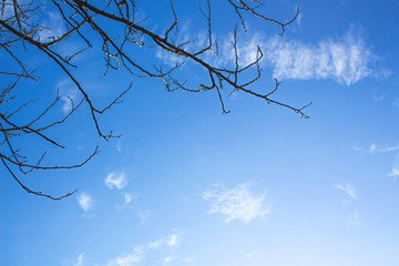 Blue sky with cloud with tree branch at Phuket Thailand.