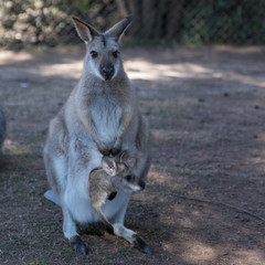 Wallaby with Joey 