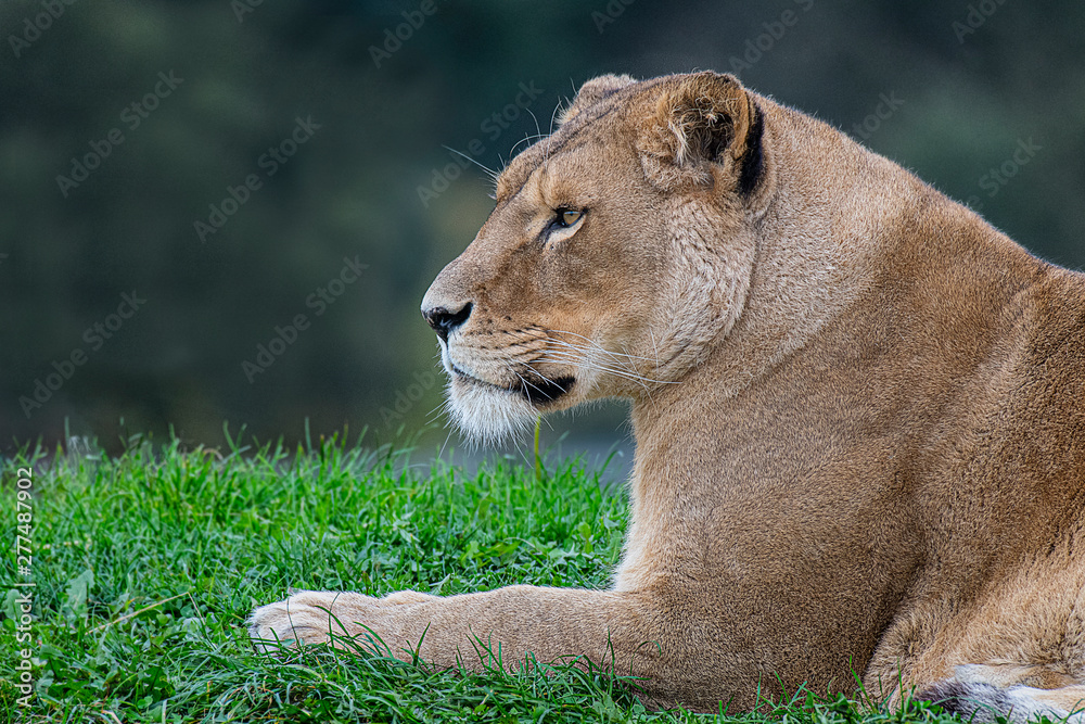 Poster a close side profile head and shoulders portrait of a lioness relaxing on the grass