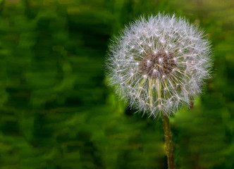 one dandelion clock isolated from the blurry green natural background