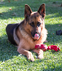 German Shepherd lying down, licking nose with a red toy