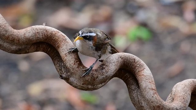 The White-browed Scimitar Babbler is an interesting bird as its name carries a Scimitar like bill, a weapon originating in the Middle East in which the bill of this babbler looks like.