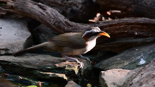 The White-browed Scimitar Babbler is an interesting bird as its name carries a Scimitar like bill, a weapon originating in the Middle East in which the bill of this babbler looks like.