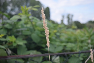 Flower and garden wildlife at summer time