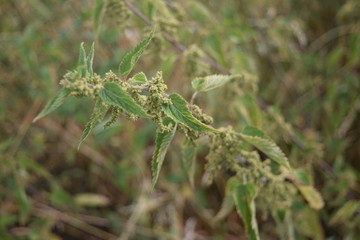 Flower and garden wildlife at summer time