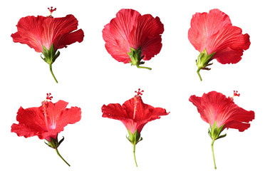 Set of Red Hibiscus isolated on white background
