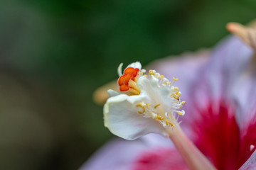 Fototapeta na wymiar Close up pollen Hibiscus flower.Selective focus Hibiscus flower bloom in the garden.