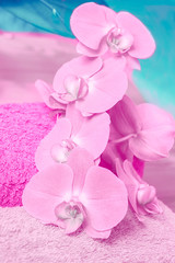 Fototapeta na wymiar Fluffy terry towels and orchids phalaenopsis in pink and turquoise colors