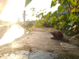 Large snails crawl on the river banks in the morning.