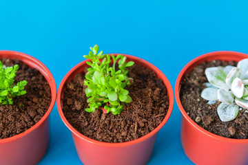 Succulent house plant small sprouts on a blue background