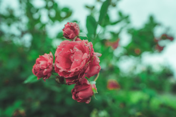 red roses swaying in the wind on a cloudy day