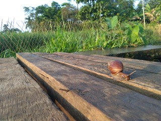 Large snails crawl on the river banks in the morning.