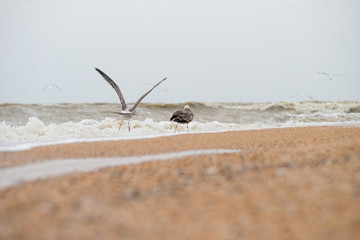 seagulls on the beach