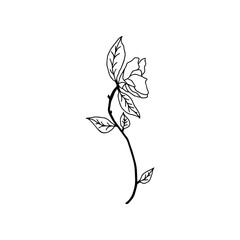 Rose hand drawn line vector, roses art, illustration logo. rose black and white