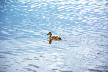 floating duck on the lake