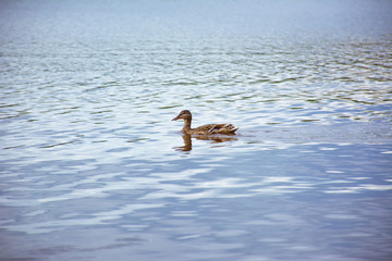 floating duck on the lake