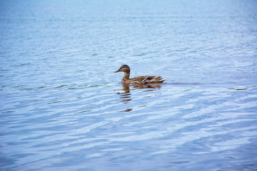 floating duck on the lake