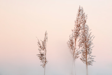 Schilfrohr ( Phragmites australis ) - Makro im Nebel bei Sonnenaufgang