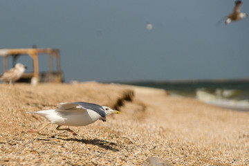 Obraz premium bird on the beach