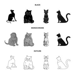 Isolated object of pet and sphynx icon. Set of pet and fun vector icon for stock.