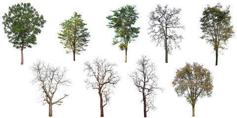 The collection set of trees Isolated on a white background, large images are suitable for all types of art work and print.