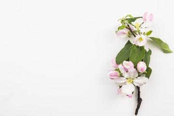 Fototapeta premium Top view of fresh flowers