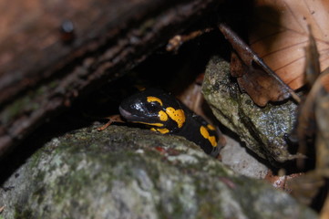 Salamander