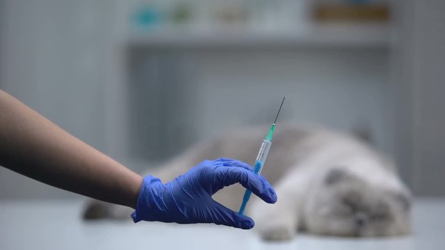 Vet hand showing syringe with vaccine for pets, grey cat lying on background