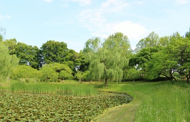 風景　春　スイレン池　緑　茨城