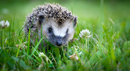 Cute hedgehog on a green grass - obrazy, fototapety, plakaty