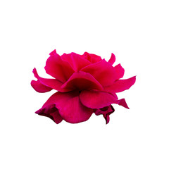  Rose flower on white background.