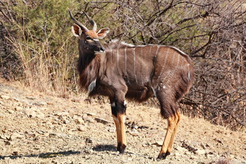 Nyala Männchen
