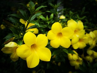 Obraz premium yellow flowers on a background