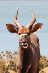 Nyala Männchen