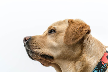 Cabeza de un perro Labrador