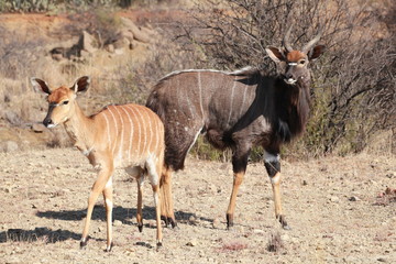 Nyalas