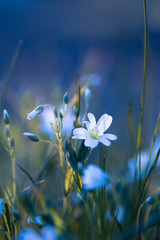 Sternmiere ( Stellaria ) - Makro der weißen zarten Blüte auf blauem Hintergrund