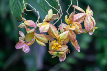Beautiful Donna flower in a garden.(Mussaenda Philippica'Queen Sirikit')