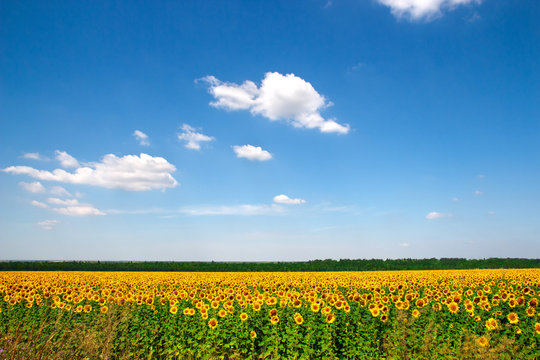 sunflowers flowers field on blue sky background