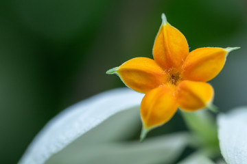 Beautiful Donna flower in a garden.(Mussaenda Philippica'Queen Sirikit')