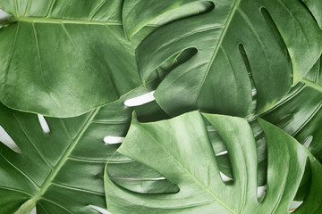 Isolate Dark green Monstera large leaves, philodendron tropical foliage plant growing in wild on white background with clipping path concept for flat lay summer greenery leaf texture rainforest floral