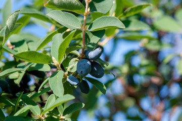 A branch of honeysuckle with ripe blue berries.